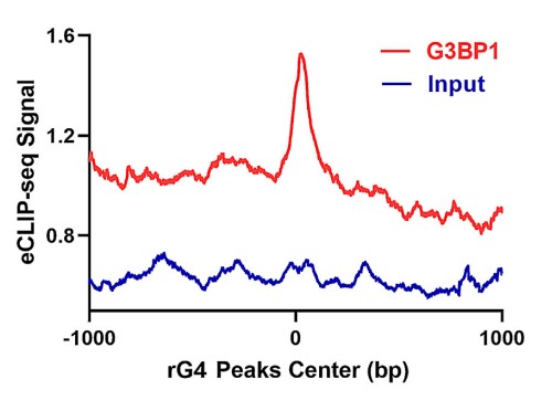 The distribution of G3BP1 eCLIP-seq peaks relative to the center of rG4-seq peaks.jpg
